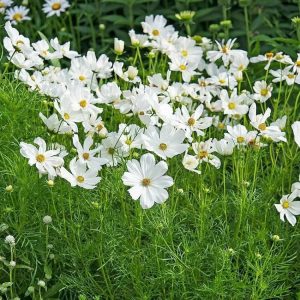 Semillas de cosmos blanco purity