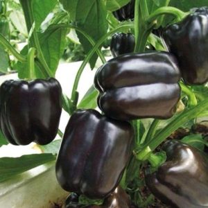 Semillas de pimiento black