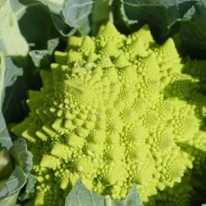 Semillas de romanesco