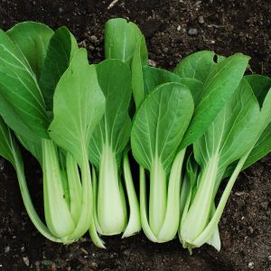 Semillas de pak choi verde