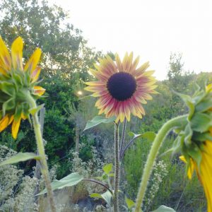 Semillas de girasol mix