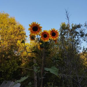 Semillas de girasol mix