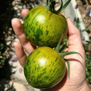 Semillas de tomate green zebra