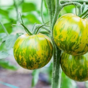 Semillas de tomate green zebra