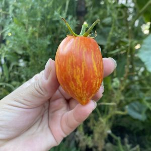 Tomate speckled roman